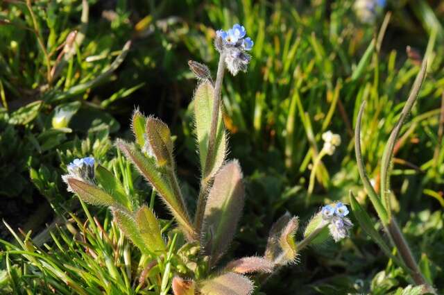 Image of forget-me-not