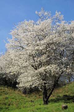 Prunus resmi