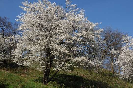 Prunus resmi