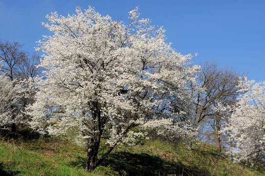 Prunus resmi