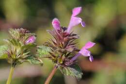 Lamium confertum Fr.的圖片