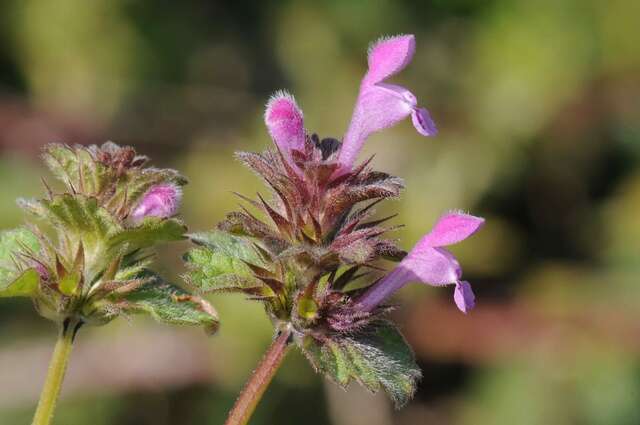 Lamium confertum Fr.的圖片