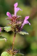 Lamium confertum Fr.的圖片