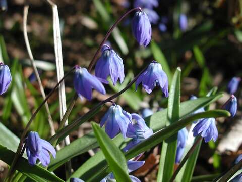 Image de Hyacinthaceae