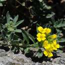 Слика од Alyssum montanum L.