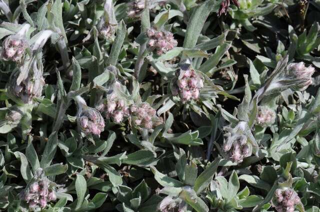 Image de Antennaria howellii Greene