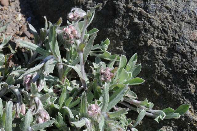 Image de Antennaria howellii Greene