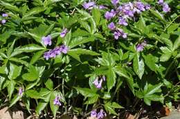 Imagem de Cardamine pentaphyllos (L.) Crantz