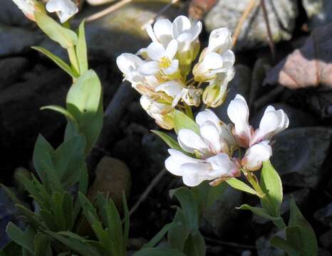 Plancia ëd Coluteocarpus vesicaria (L.) Holmboe