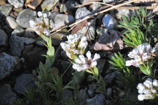 Imagem de Coluteocarpus vesicaria (L.) Holmboe