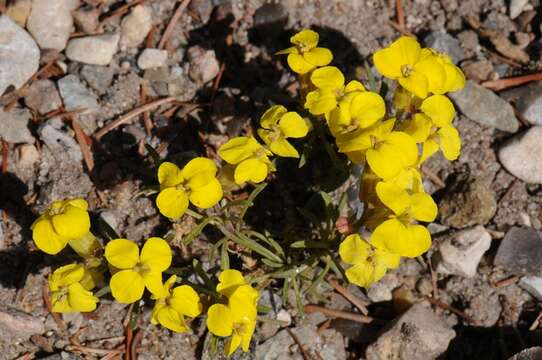 Sivun Erysimum kotschyanum J. Gay kuva