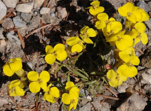 Image of Erysimum kotschyanum J. Gay