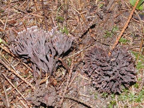 Image of leathery earthfans