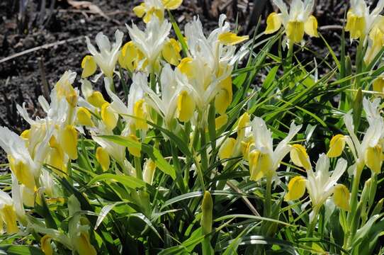 Image of Iris bucharica Foster