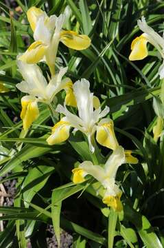 صورة Iris bucharica Foster