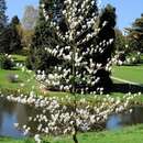 Image of Saucer magnolia