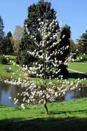 Image of Saucer magnolia