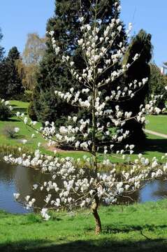 Image of Saucer magnolia