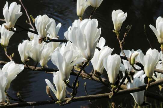 Image of Saucer magnolia