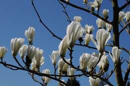 Image of Saucer magnolia