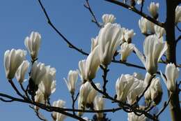 Image of Saucer magnolia