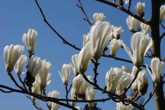 Image of Saucer magnolia