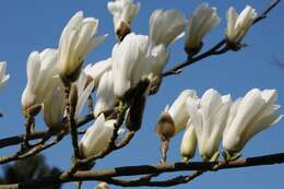 Image of Saucer magnolia