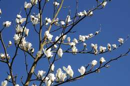 Image of Saucer magnolia