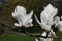 Image of Saucer magnolia