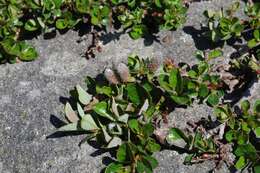 Image of bearberry willow