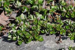 Image of bearberry willow