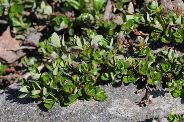 Image of bearberry willow