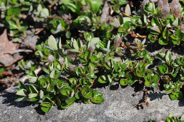Image of bearberry willow