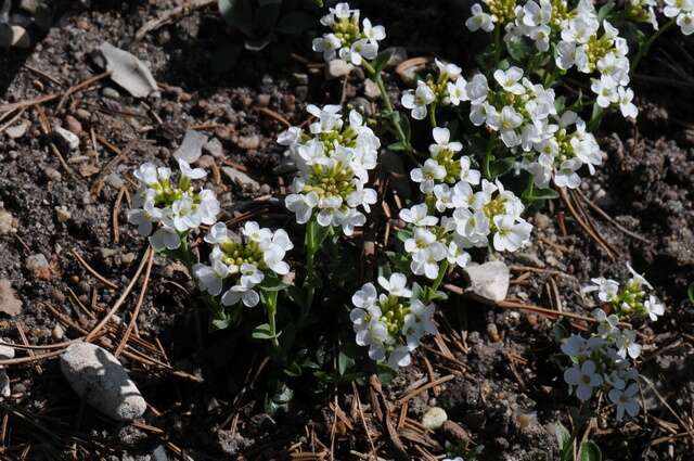 Image of pennycress