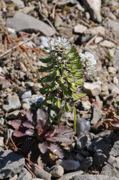 Image of Noccaea macrantha (Lipsky) F. K. Mey.