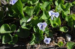 Image of common blue violet