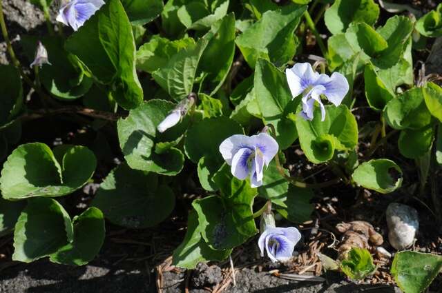 Image of common blue violet