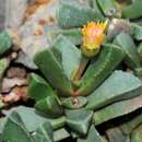 Sivun Carruanthus peersii L. Bol. kuva