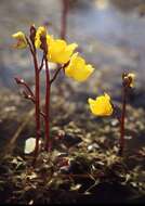 Image of Bladderworts