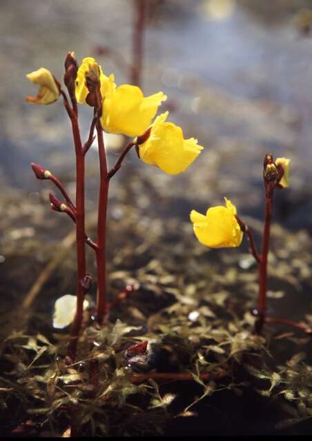 Imagem de Utricularia