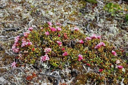 Image of Alpine-Azalea