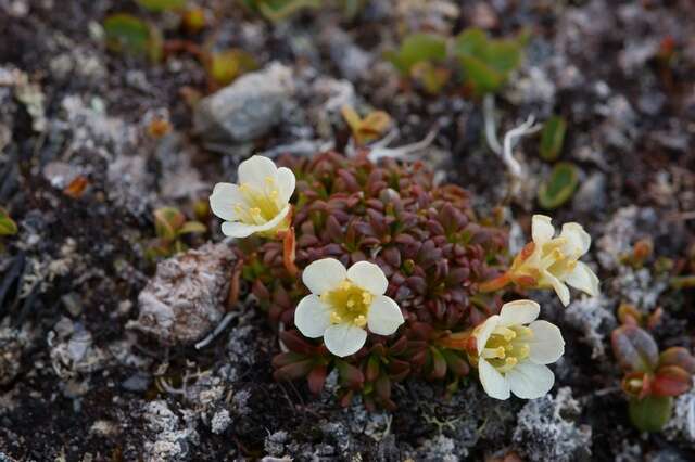 Image of diapensia