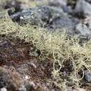 Image of witch's hair lichen