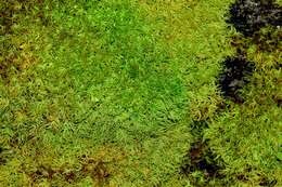 Image of tortella moss