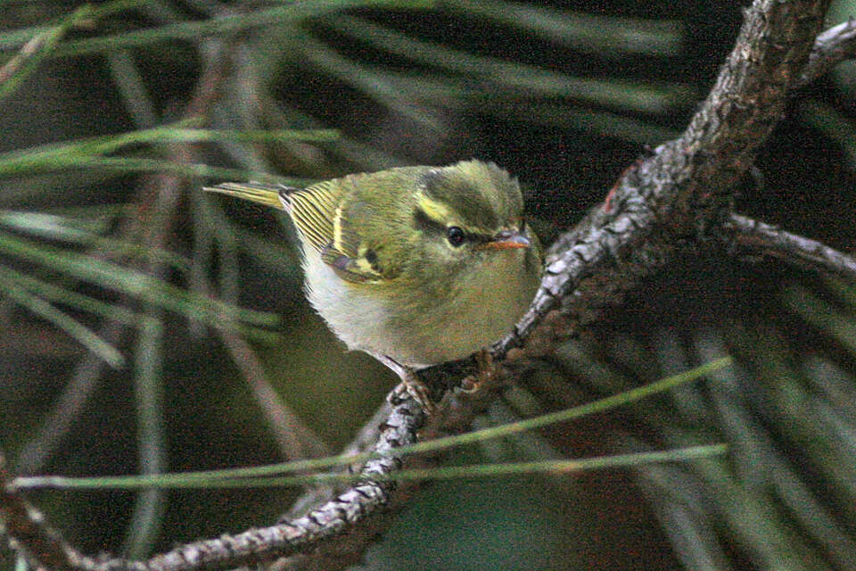 Image of Kloss's Leaf Warbler