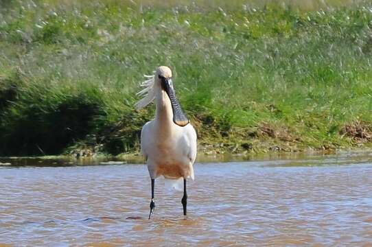 Image of Platalea Linnaeus 1758