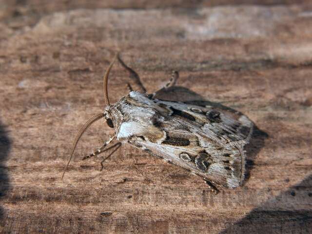 Agrotis vestigialis Hüfnagel 1766的圖片