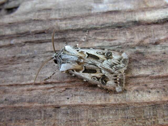 Agrotis vestigialis Hüfnagel 1766的圖片