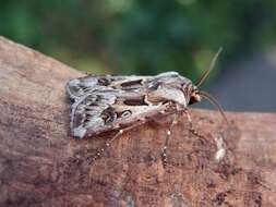 Agrotis vestigialis Hüfnagel 1766的圖片