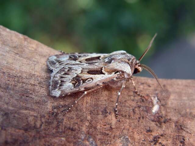 Agrotis vestigialis Hüfnagel 1766的圖片